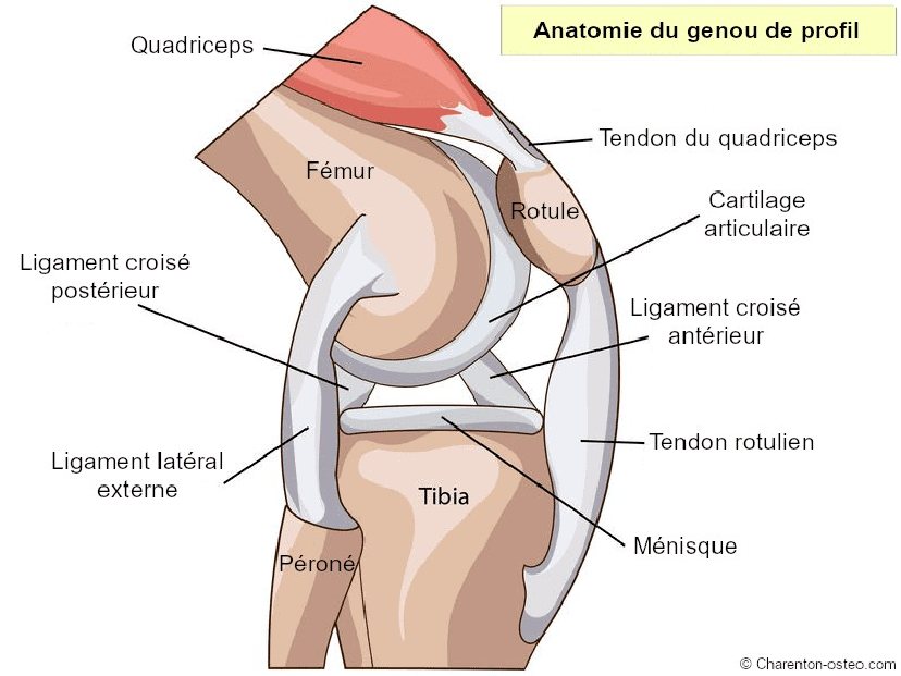 Le genou vu de profil (côté externe) : capsule, ligaments, ménisque et tendons entourent l’articulation. Le ligament collatéral interne, souvent concerné dans l’écart facial, se trouve sur la face opposée.