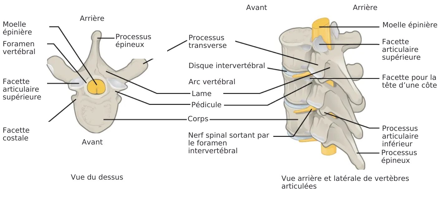 La colonne et ses structures