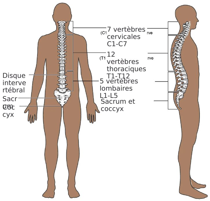 La colonne et ses structures
