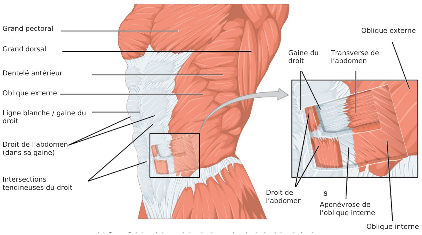 Les torsions : thorax, bassin et muscles de la rotation