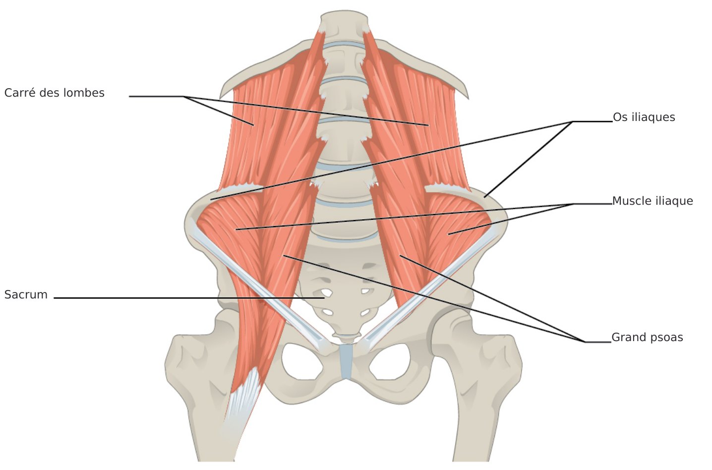 Dos profond, psoas et respiration