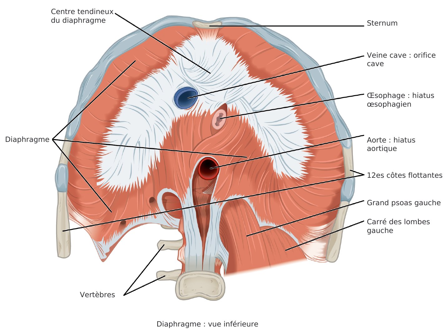 Dos profond, psoas et respiration